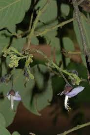 Image result for Millettia stuhlmannii