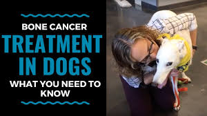 Read on for information on the symptoms, causes, and conventional treatment of dog bone cancer. Bone Cancer Treatment In Dogs What You Need To Know Part 2 Vlog 72 Youtube