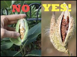 Where should i plant milkweed seeds? Milkweed Seed Pod Collection Osu Extension Highland County