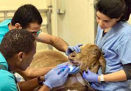 Dog/cat/exotics services welcome to the small animal clinic at the uc davis veterinary medical teaching hospital. All Hands On Deck At Uc Davis For The Camp Fire University Of California