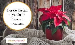 .de navidad ecards, custom profiles, blogs, wall posts, and pascuas de navidad scrapbooks, page 1 of 250. La Flor De Pascua Leyenda De Navidad Mexicana En Distintas Versiones
