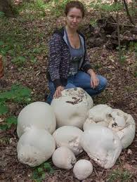 Not all true puffball mushrooms are without stalks. 17 Puffball Mushroom Ideas Puffball Mushroom Stuffed Mushrooms Mushroom Recipes