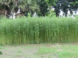 Image result for Corchorus schimperi