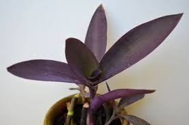 Image result for Tradescantia pallida