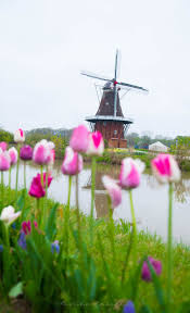 Explore The Tulips Of Holland S Tulip Time Festival Windmuhle