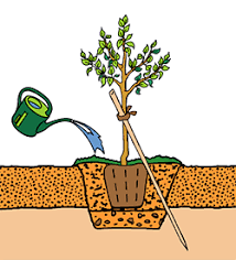 Beim outdoor growing können die hanfpflanzen zwischen april und mai ausgesetzt werden. Cannabis Hanf Umtopfen Oder Aussetzen Irierebel