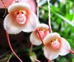 Monkey Face Orchid Seeds Give Your Garden Some Personality By Growing These Eye Catching Monkey Face Orchids With In 2020 Orchid Seeds Unusual Flowers Strange Flowers
