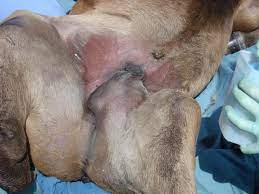 An umbilical hernia is a protrusion of the abdominal lining, abdominal fat, or a portion of abdominal organ(s) through the area around the umbilicus. Hernias Digestive System Merck Veterinary Manual