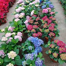 Want to share imdb's rating on your own site? Hydrangea Pokok Bunga Siti Zubaidah Live Plant With Plastic Pot Shopee Malaysia