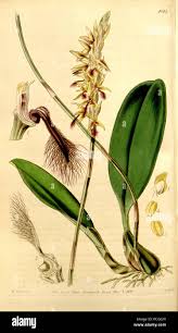 Image result for Bulbophyllum saltatorium