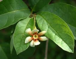 Image result for Schrebera