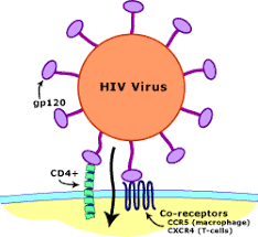 For veterans and the public. Co Receptors Ccr5 Understanding Hiv