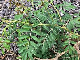 Image result for Tephrosia noctiflora