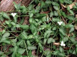 Image result for Aneilema