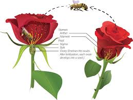 Parts Of The Flower Where Bees Need To Collect And Deposit Pollen For Download Scientific Diagram Printable pdfs for hand cutting or use the svg cut files with your favorite cutting machine.