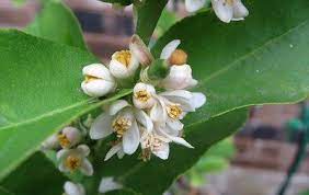 Once picked, the fruit will not continue to ripen, as do many others. Pin On My Sustainable Food Source