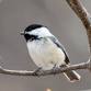 Lafayette Birds! First Sunday Bird Watching — Boulder County Audubon