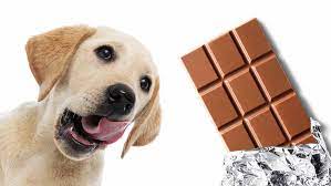 Can Dogs Eat Chocolate And What Happens If They Do