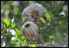 Image result for Gardenia volkensii