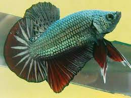 Feb 13, 2020 · 3. Gudskjelov 47 Lister Over Pemasaran Ikan Cupang Language Id Maybe You Would Like To Learn More About One Of These