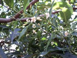 Image result for Kraussia floribunda