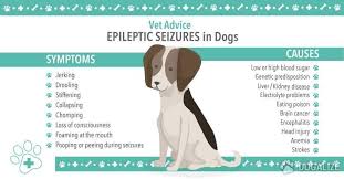 Can A Dog Die From A Seizure Dog Seizures Seizures Dog Died