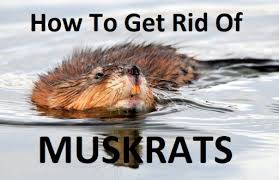1.4.3 3) live trapping (humane traps) 1.4.4 4) install perimeter fencing. How To Get Rid Of Muskrats 10 Tips That Work Pest Riddance