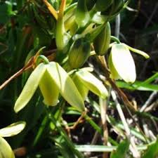 Image result for Chlorophytum krookianum