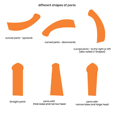 Curved Penis (Penile Curvature) – how much curve is too much?| Metromale  Clinic & Fertility Center
