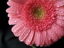 Gerber Daisy Close Up Gerber Daisies Daisy Floral