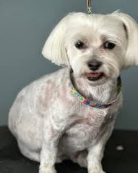 Lighthouse Dog Grooming