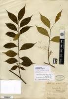 Image result for Dicranolepis