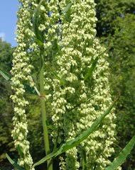 Image result for Rumex lanceolatus