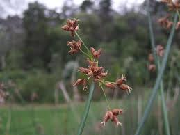 Image result for Cyperaceae