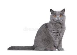 Even his tail has a rounded tip. 44 819 British Shorthair Photos Free Royalty Free Stock Photos From Dreamstime