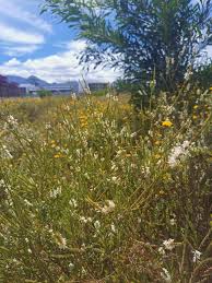 Image result for Struthiola