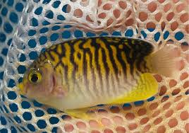 Image result for Nesaea ramosa