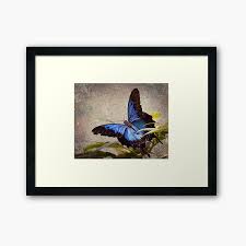 Si tienes la suerte de contar con un jardín, hemos preparado una serie de ideas ilustradas con fotos para la decoración de jardines que va a inspirarte para el verano. Decoracion Mariposa Ulises Redbubble