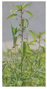 Image result for Acalypha paucifolia