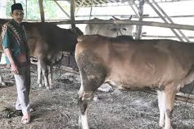 Sesiapa berminat, sila telefon 0142907471. Beternak Cara Petani Jonggol Tambah Penghasilan Halaman All Kompas Com