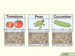 How to efficiently plant a vegetable garden and what design should it have? How To Grow A Sustainable Garden With Pictures Wikihow