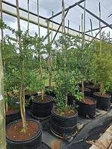 Image result for Apodytes