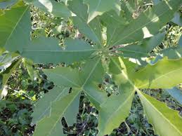 Image result for Cussonia spicata