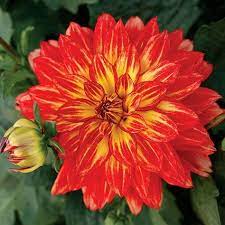 Annual Plants Bulb Flowers Annual Plants Flower Pots