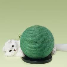 كيف اتكلم مع القطط ؟ - Petaholic