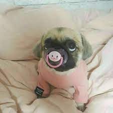 A List Of Items Every Puppy Owner Must Have To Help Take Care Of Their New Dog Listofcutepuppies Baby Pugs Cute Dogs Cute Dog Pictures