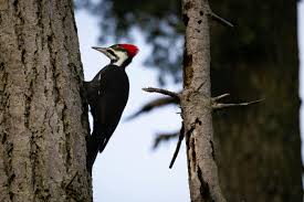 Pecker Photos, Download The BEST Free Pecker Stock Photos & HD Images