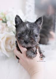 Or wondering should you get a yorkie?watch this before you get a yorkie as i have shared my personal experie. Toy Or Teacup Yorkies For Sale Teacup Puppies Boutique