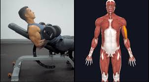 Bicep dumbbell workouts for women. The Ultimate Dumbbell Bicep Workout You Need For Massive Arms