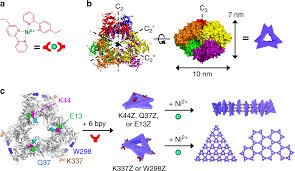 Diverse Protein Assembly Driven By Metal And Chelating Amino